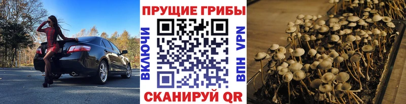 блэк спрут зеркало  Петушки  Псилоцибиновые грибы ЛСД  как найти наркотики 